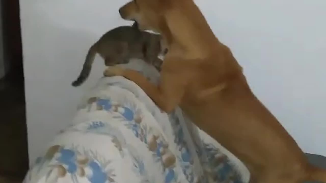 Dog and cat