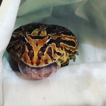 Fora do comum🥇 🌟 O grito é particularmente alto dos SAPOS🎷🎺