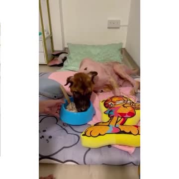 Perrito rescatado de las calles lucha por su vida tras sobrevivir a una gran intervención