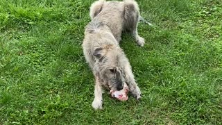 Caoimhe Eating - Bovine Femoral Head