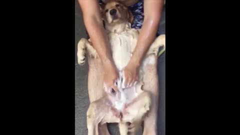 Funny Animals! Funny Dogs! Funny Videos! # Short