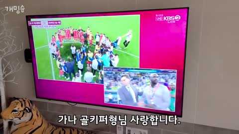 대한민국이 16강 진출했을 때 한국 강아지 반응 ㅋㅋㅋ