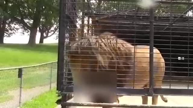If you go to the zoo, do not be surprised !!!!!!!!