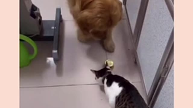 Watch the video that shows friendship between the baby dog and a cat