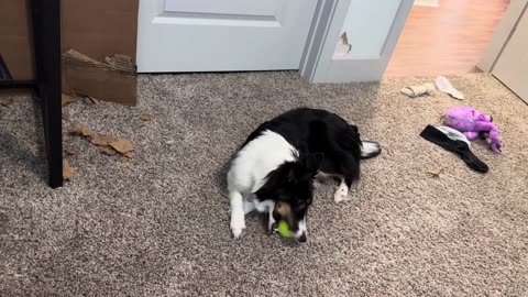 Lyla the sheltie versus discovery of a squeaky toy