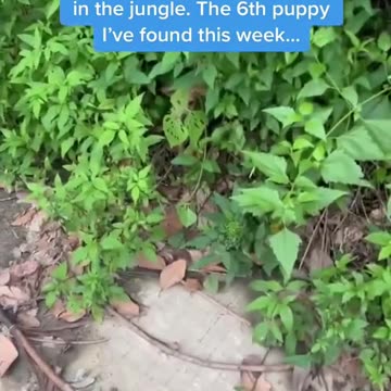 He was thrown into the jungle 😢