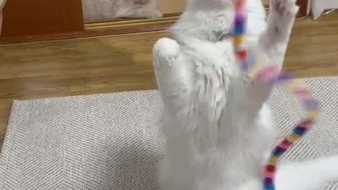 Baby cat toy play