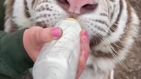 Lady bottle feeding a white tiger 🐅