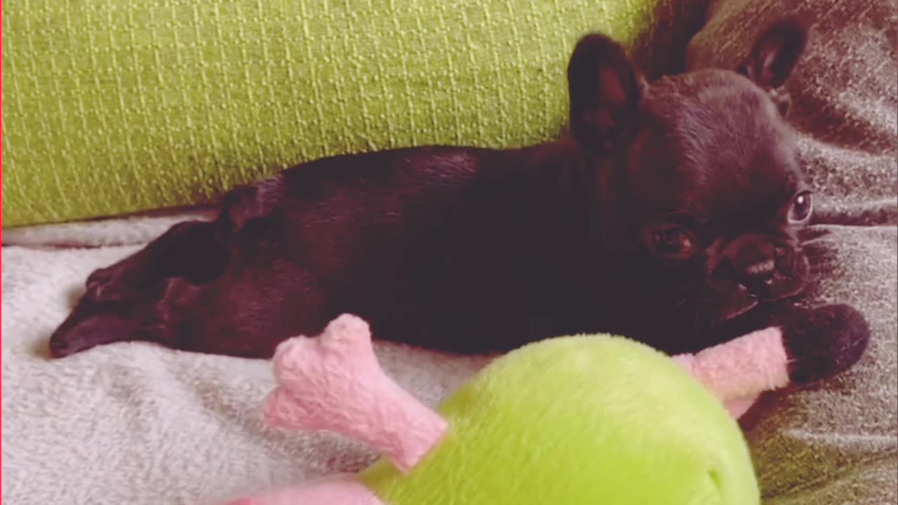 Cute little puppy