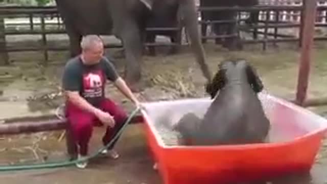 Elephant enjoy with mom