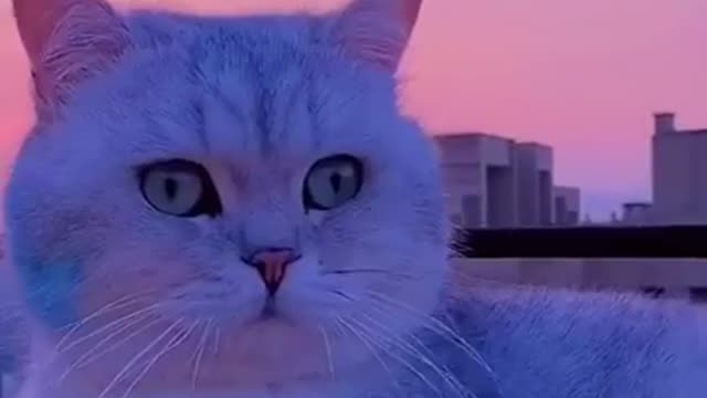 Cats are so funny PART 299 FUNNY CAT VIDEOS TIK TOK