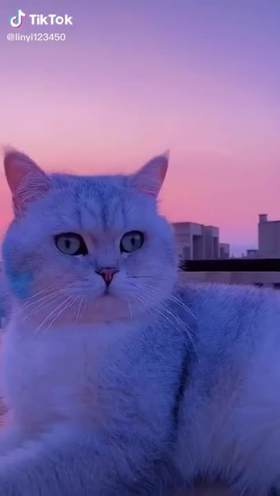 Cats are so funny PART 299 FUNNY CAT VIDEOS TIK TOK