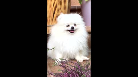 Dog Video # Funny Video# White Pomeranian breed dog# American Husky# cute little puppy