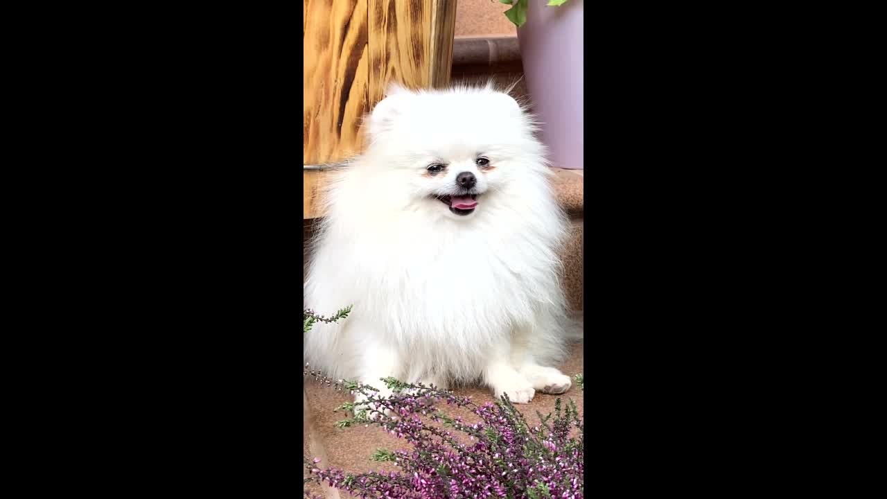 Dog Video # Funny Video# White Pomeranian breed dog# American Husky# cute little puppy