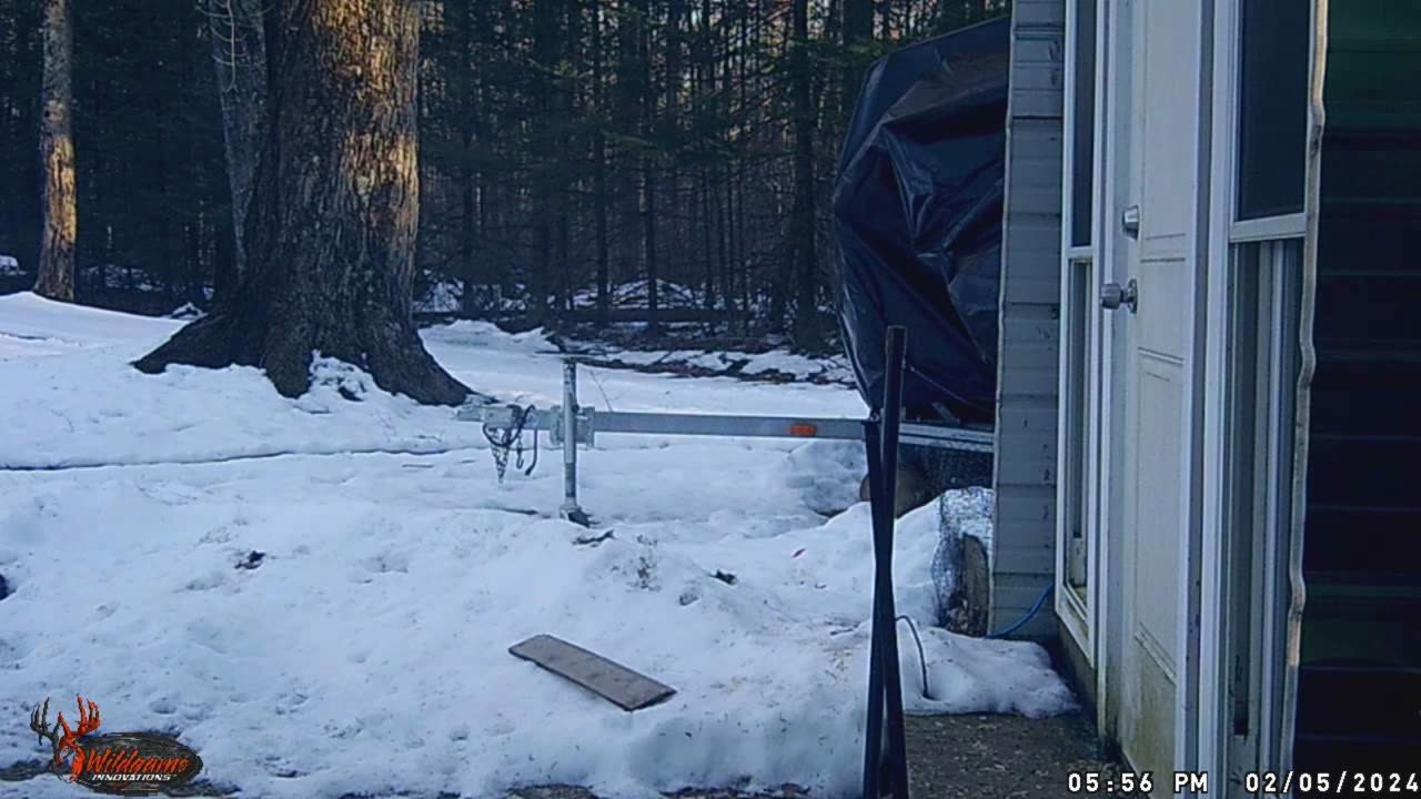 trail cam #5 neighbor's dog is out again!