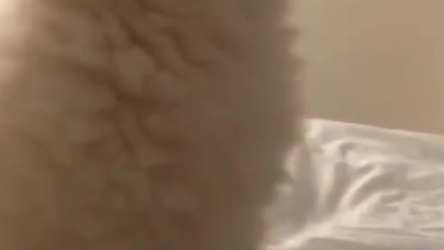 Cute adorable puppy sneezing 😍