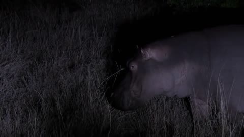 Hippo kills lion in a bloody war-8