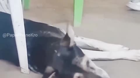 Comedy animals