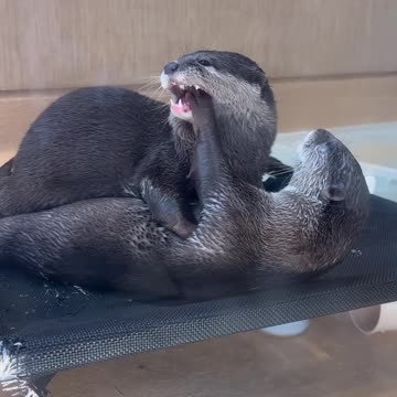 Cuddly Otters at the Harry Asakusa Cafe in Japan r/aww