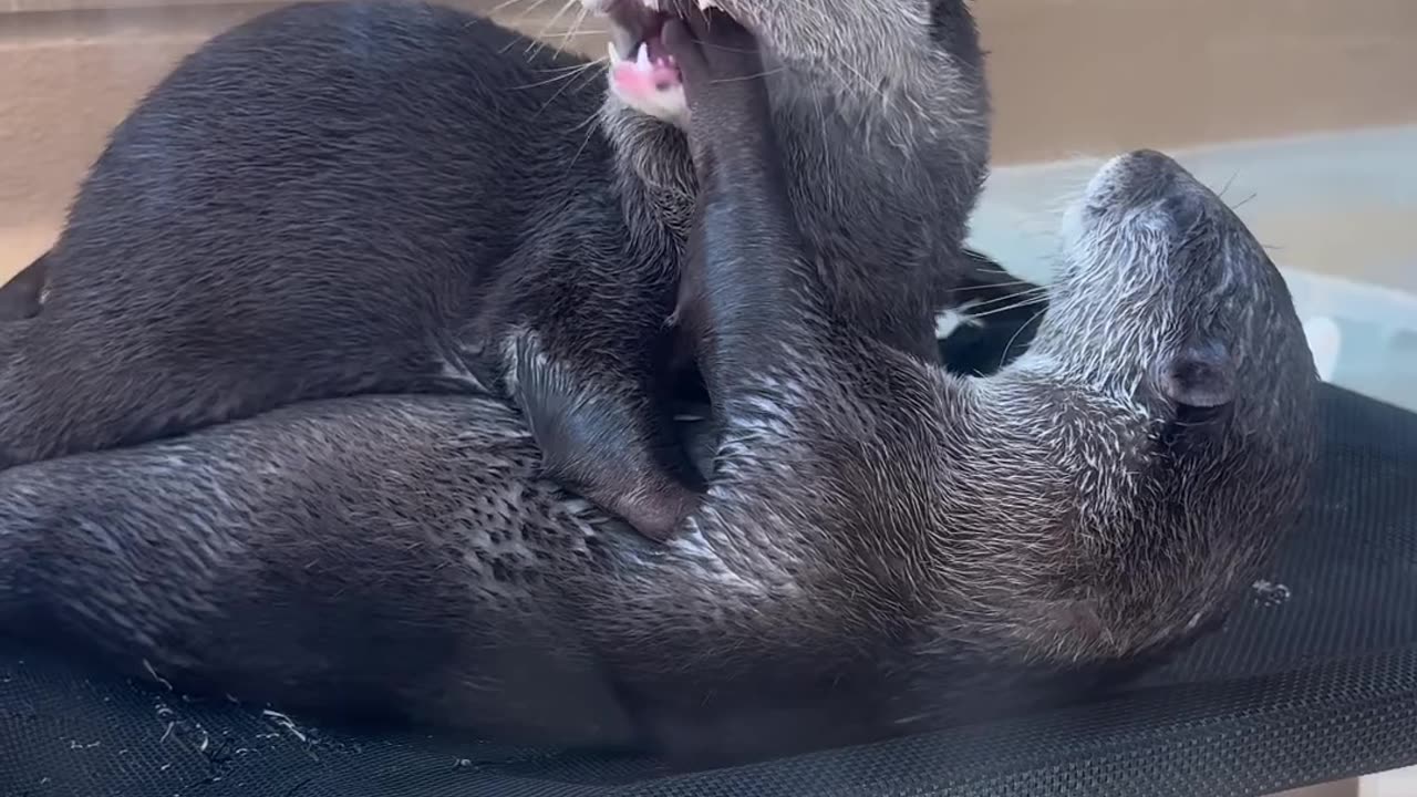 Cuddly Otters at the Harry Asakusa Cafe in Japan r/aww