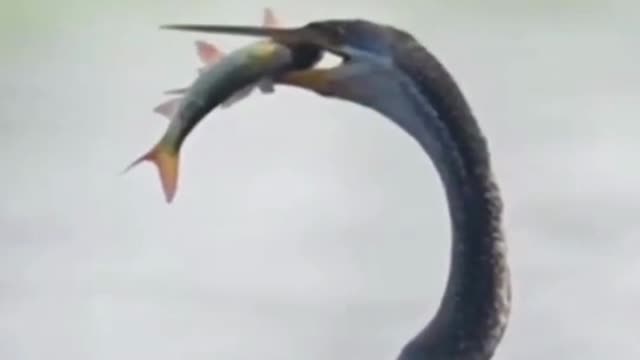 How to catch a stork