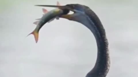 How to catch a stork