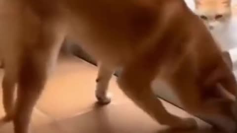 funny dog and cat action