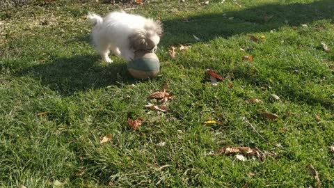 This puppy sees a ball for the first time playing with him