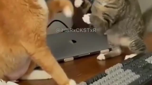 🐱cats fight 😻when you want to hit last 😀