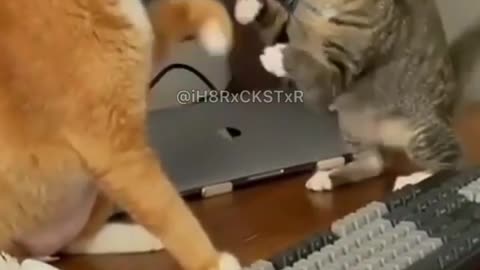 🐱cats fight 😻when you want to hit last 😀