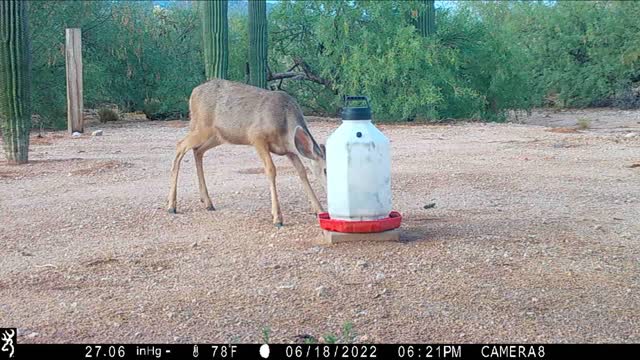 Trail Camera June 2022