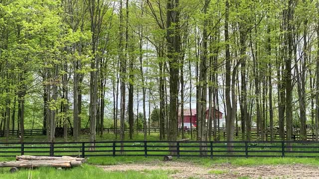 Mini Horse Licorice Going Crazy...Again! 05.2020