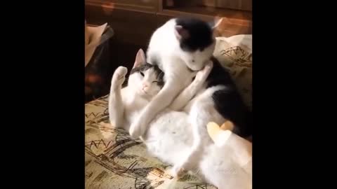 BET FUNNY CAT VIDEOS 2022