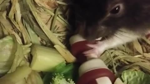 Rats Eating Dog Bones