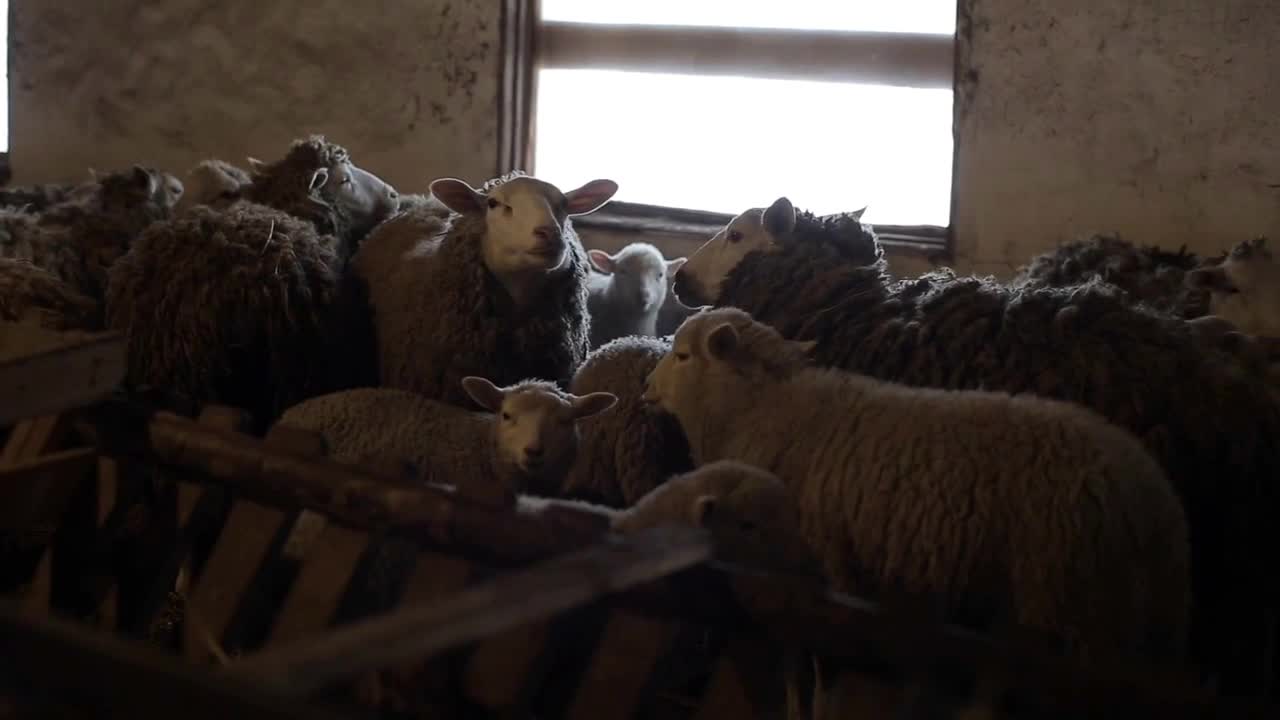 Herd of sheep. Dity lambs and sheep in a stable. Sheep in barn