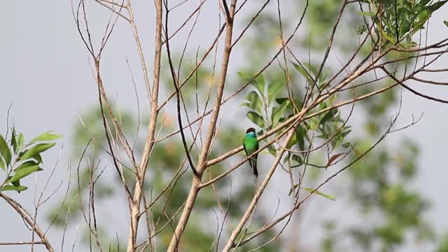 Blue and green bird on a branch - With great music