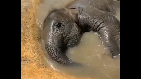 baby elephant