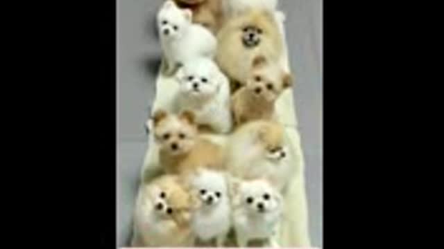 Cute dog trining funny