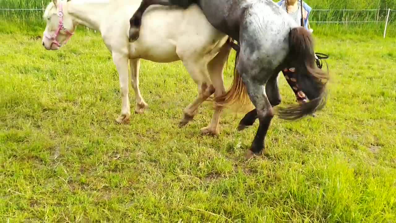 The most beautiful mare and top sport connemara pony stallion _ natural mating in the field