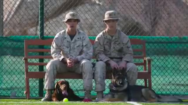 K-9 🐕 Soldiers Dog traned/American soldiers Dog traning/Native fury