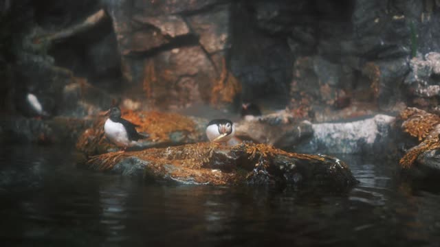 Puffins eating on a rock