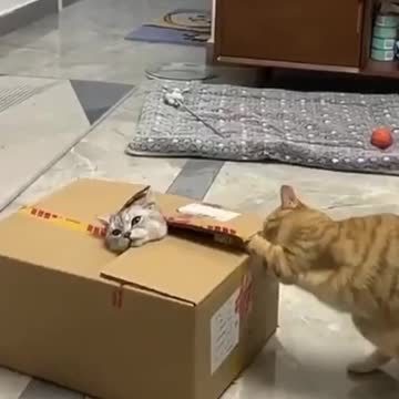 Funny cats 🐈 in the world