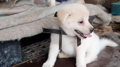 Rescue the Giddy puppy