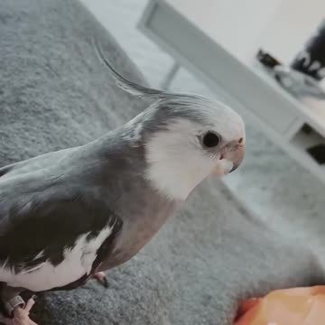 Cockatiel plays the most flawless game of peekaboo ever