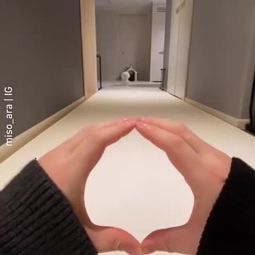 cte dogs compilation