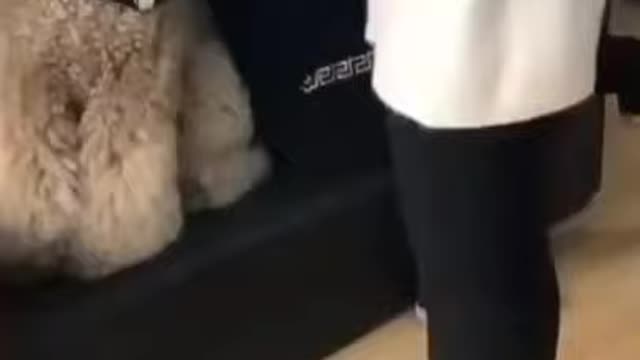 cute animals #shorts #short #cutes __animals(31)