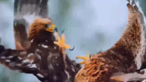 eagle fight