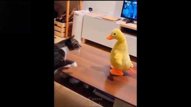 funny video cat paly pet video