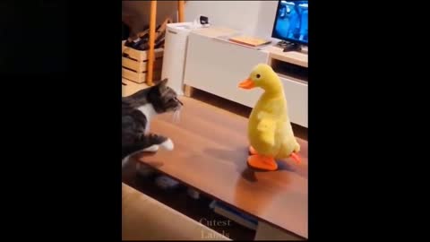 funny video cat paly pet video