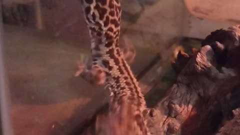 Via, the Leopard Gecko #2